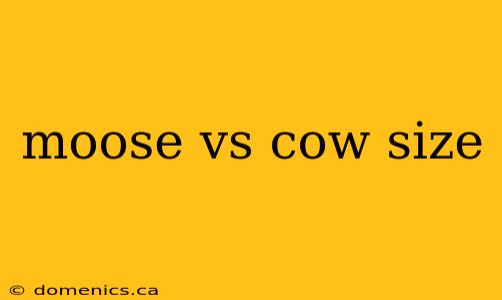 moose vs cow size