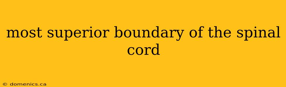 most superior boundary of the spinal cord