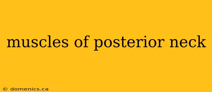 muscles of posterior neck