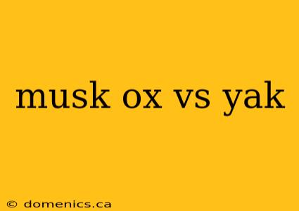 musk ox vs yak