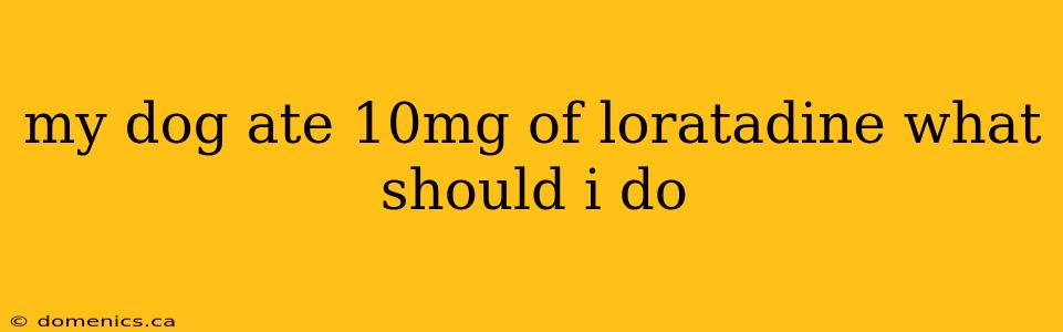 my dog ate 10mg of loratadine what should i do