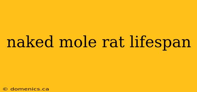 naked mole rat lifespan