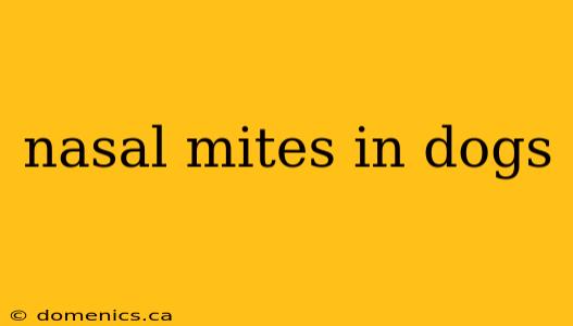 nasal mites in dogs