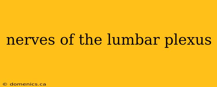 nerves of the lumbar plexus