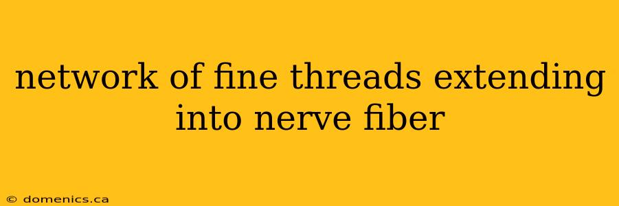 network of fine threads extending into nerve fiber