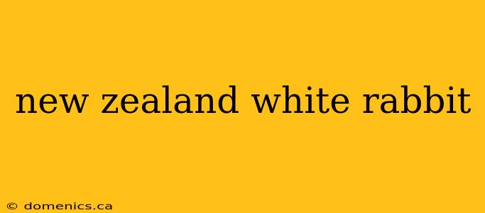 new zealand white rabbit