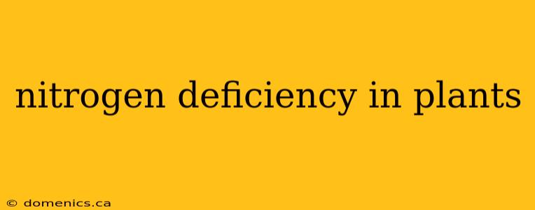 nitrogen deficiency in plants