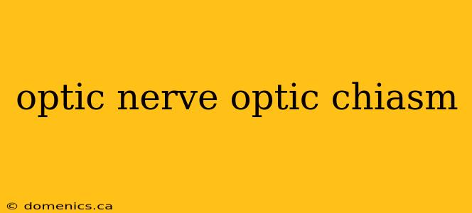 optic nerve optic chiasm