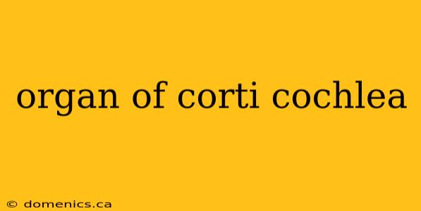 organ of corti cochlea