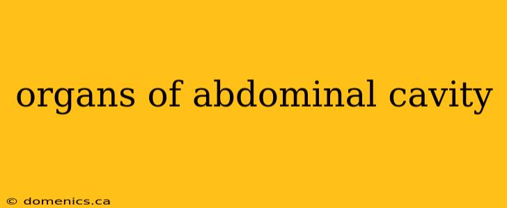 organs of abdominal cavity