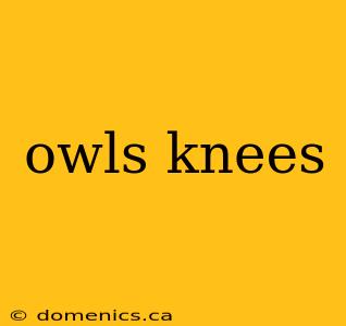 owls knees