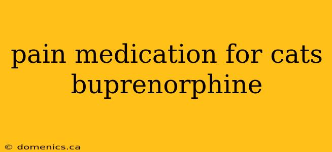 pain medication for cats buprenorphine