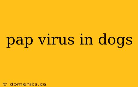 pap virus in dogs