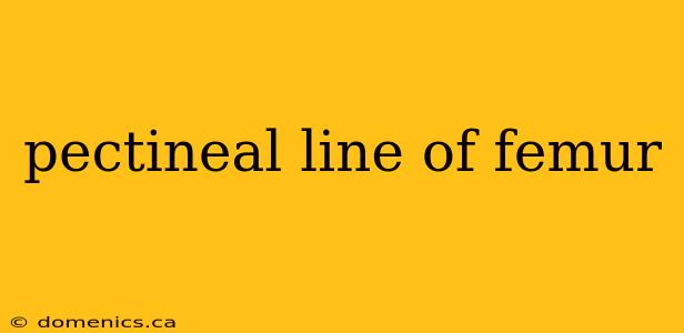 pectineal line of femur