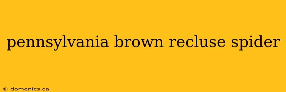 pennsylvania brown recluse spider