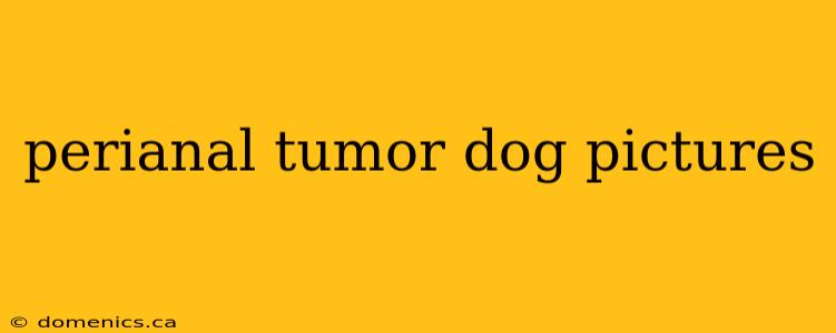 perianal tumor dog pictures