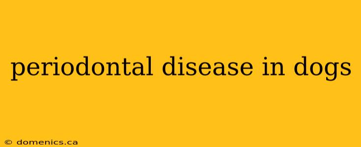 periodontal disease in dogs