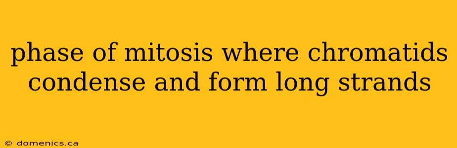 phase of mitosis where chromatids condense and form long strands