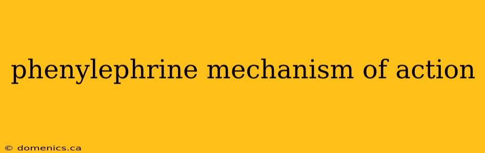 phenylephrine mechanism of action