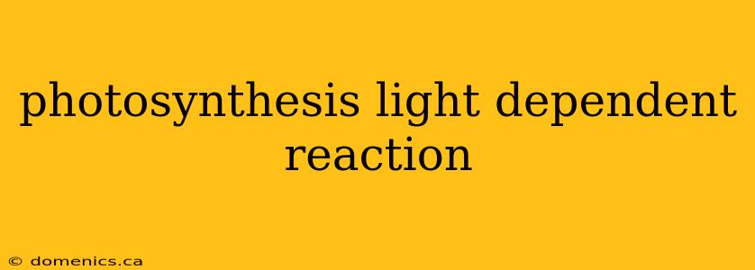 photosynthesis light dependent reaction