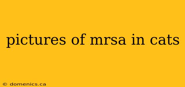 pictures of mrsa in cats