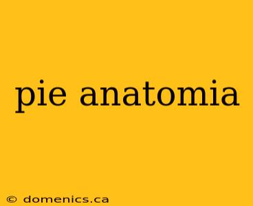 pie anatomia