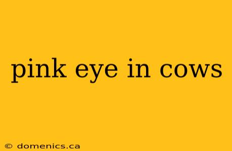 pink eye in cows