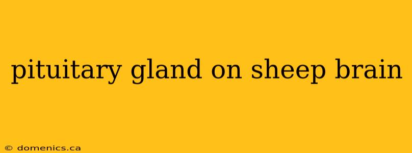 pituitary gland on sheep brain