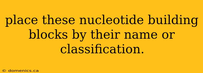 place these nucleotide building blocks by their name or classification.