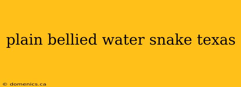 plain bellied water snake texas