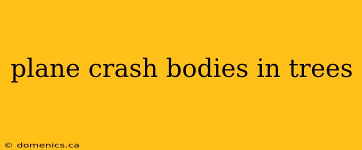 plane crash bodies in trees