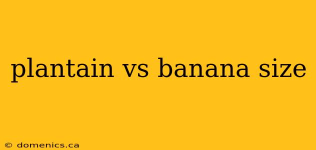 plantain vs banana size