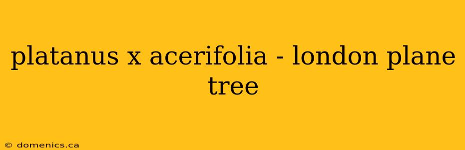 platanus x acerifolia - london plane tree