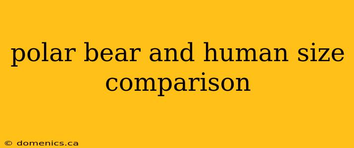polar bear and human size comparison