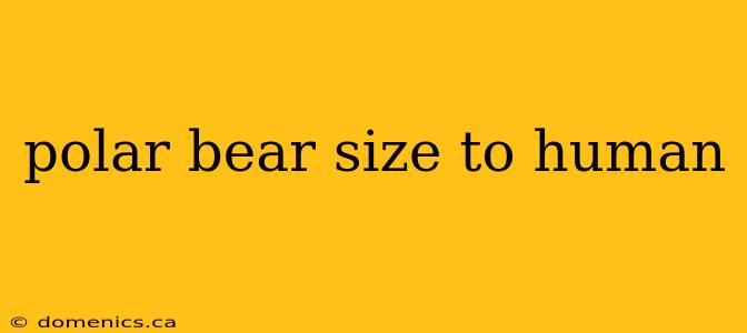 polar bear size to human