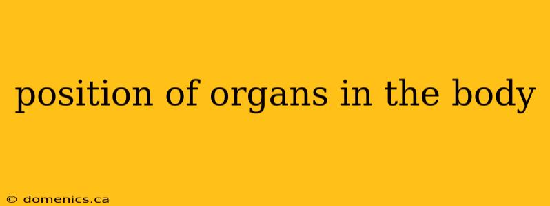 position of organs in the body