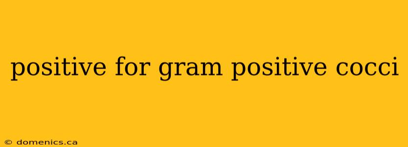 positive for gram positive cocci