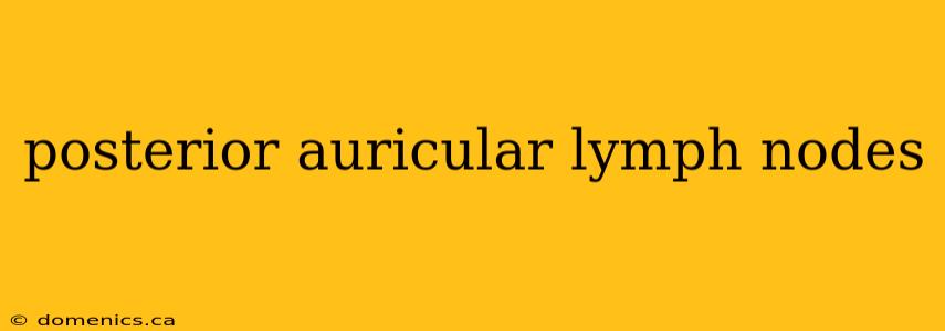 posterior auricular lymph nodes