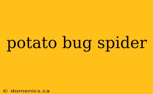 potato bug spider