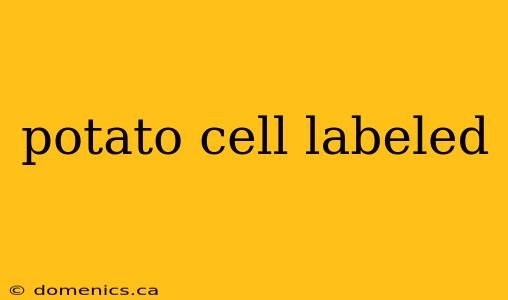 potato cell labeled