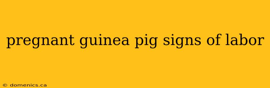 pregnant guinea pig signs of labor