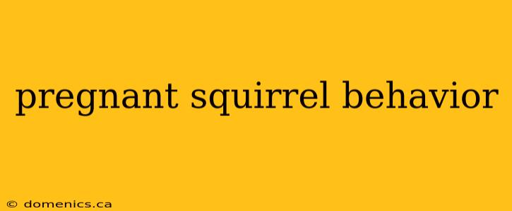 pregnant squirrel behavior