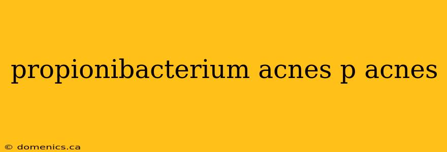 propionibacterium acnes p acnes