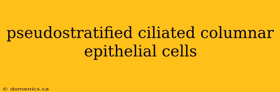 pseudostratified ciliated columnar epithelial cells