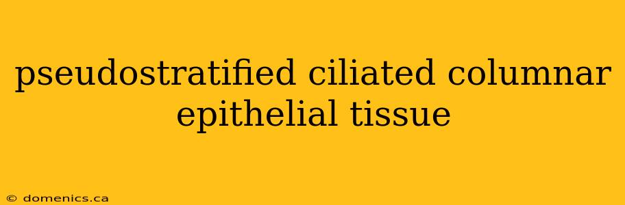 pseudostratified ciliated columnar epithelial tissue