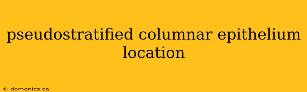 pseudostratified columnar epithelium location