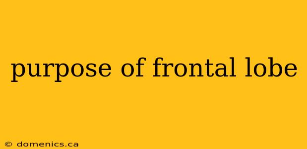 purpose of frontal lobe