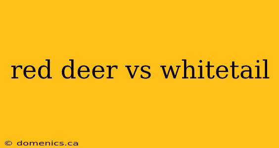 red deer vs whitetail