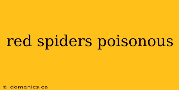 red spiders poisonous