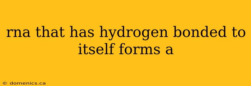 rna that has hydrogen bonded to itself forms a